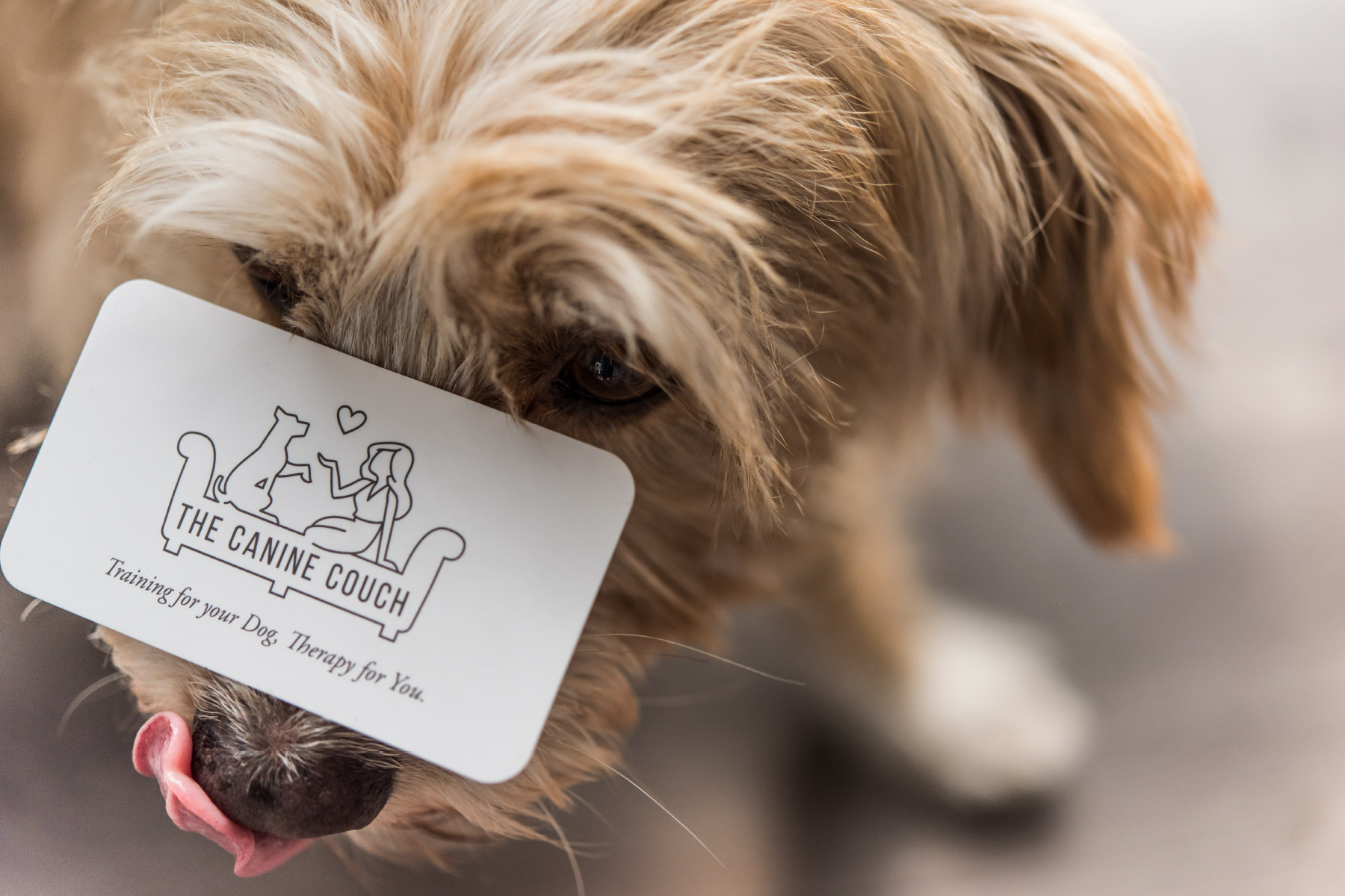 Puppy with business card on nose