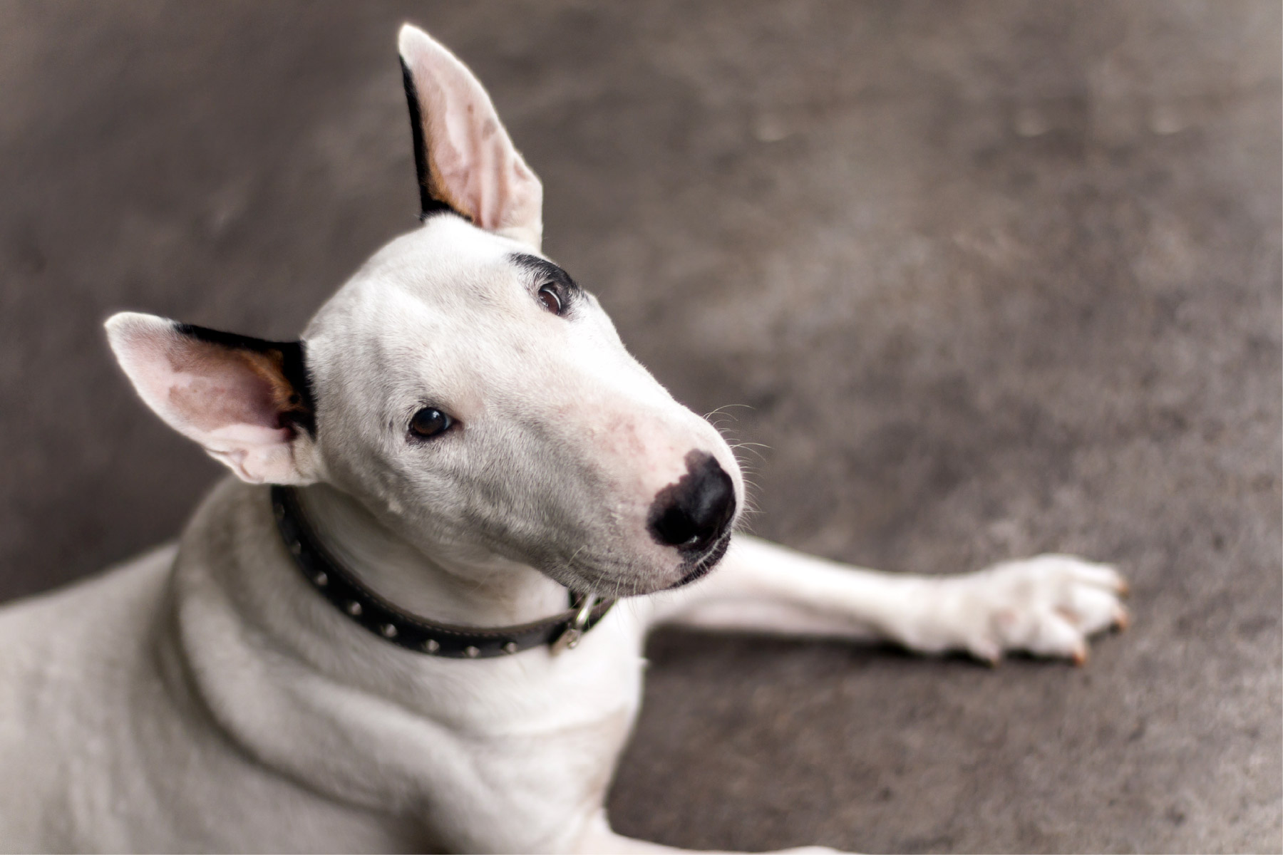 White Bull Terrier Looking up at camera